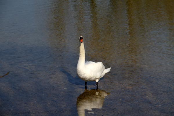 Seeuferreinigung_2019-03-30_033-IMG_1692.jpg